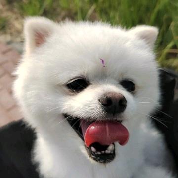 叮咚汤圆