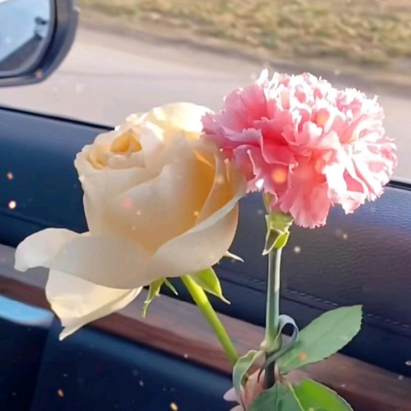 🌹入目🍭皆是你🍭