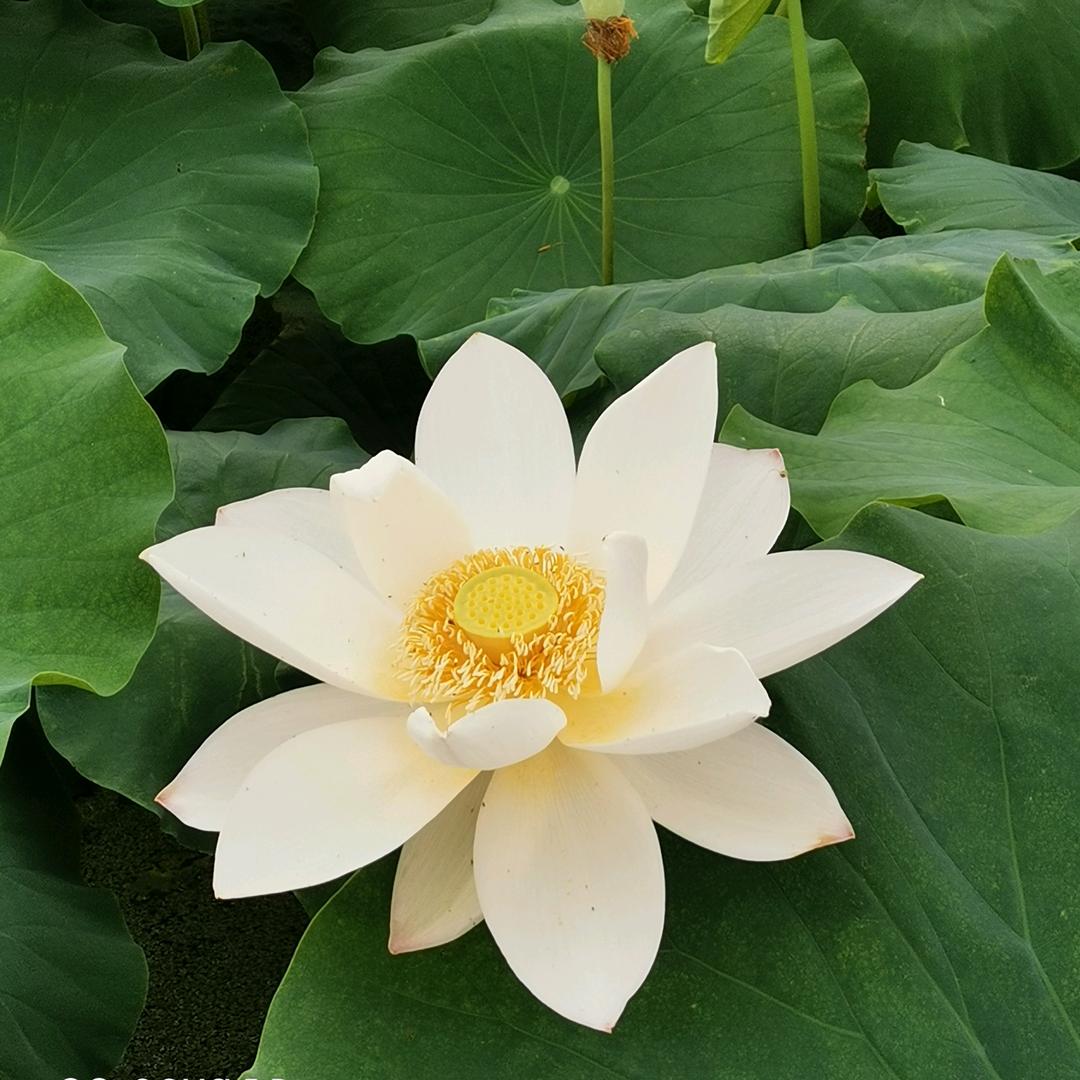 专业藕带莲藕白玉簪一号