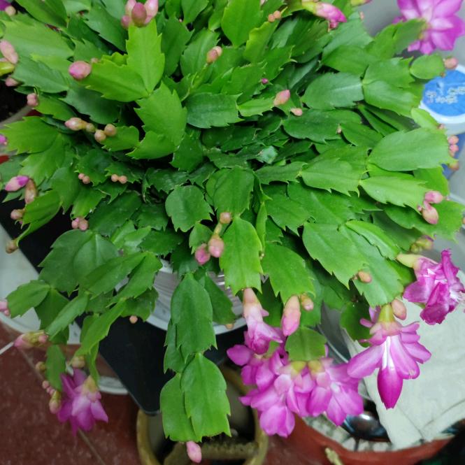 芳芳2