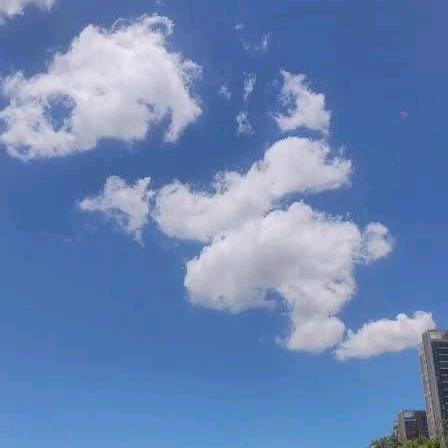会飞的鱼
