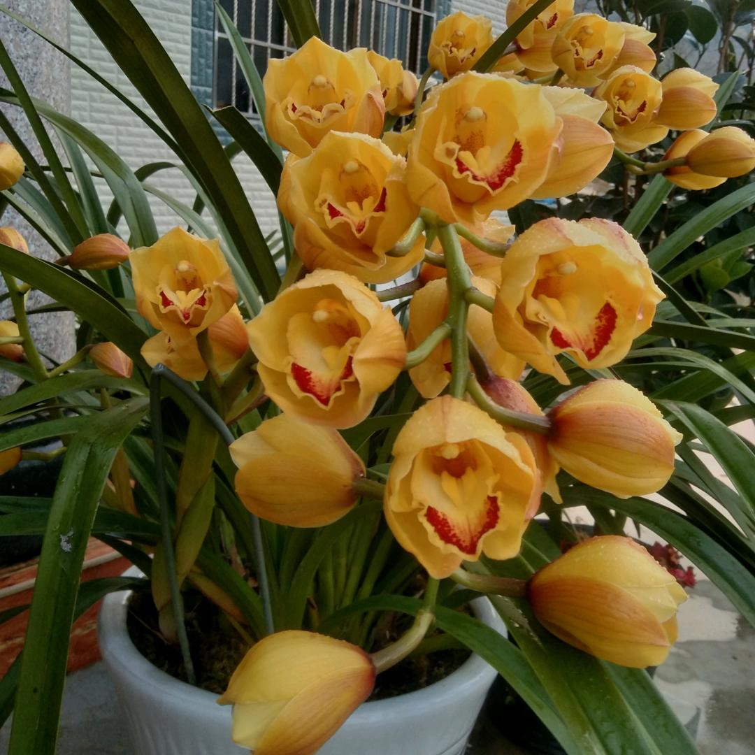 四季花开