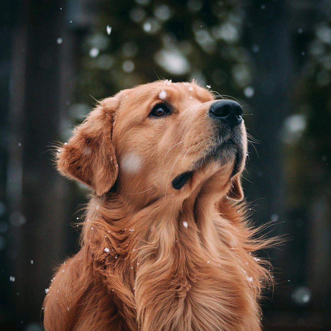 金毛犬知识