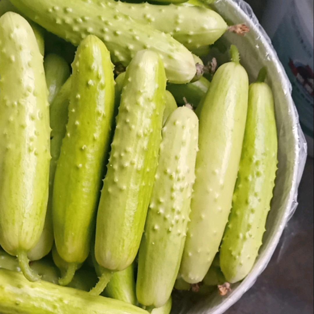 海阳白玉黄瓜