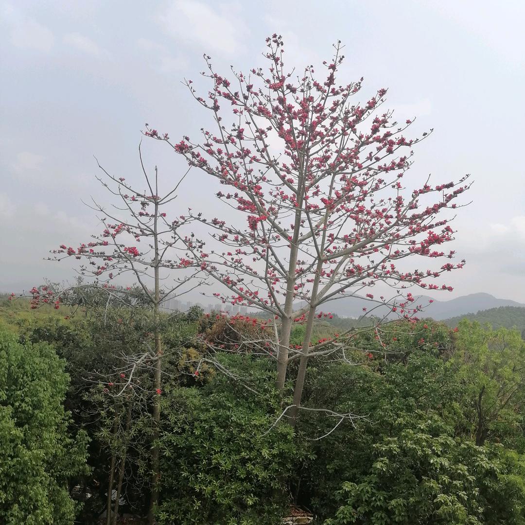 木棉树开花