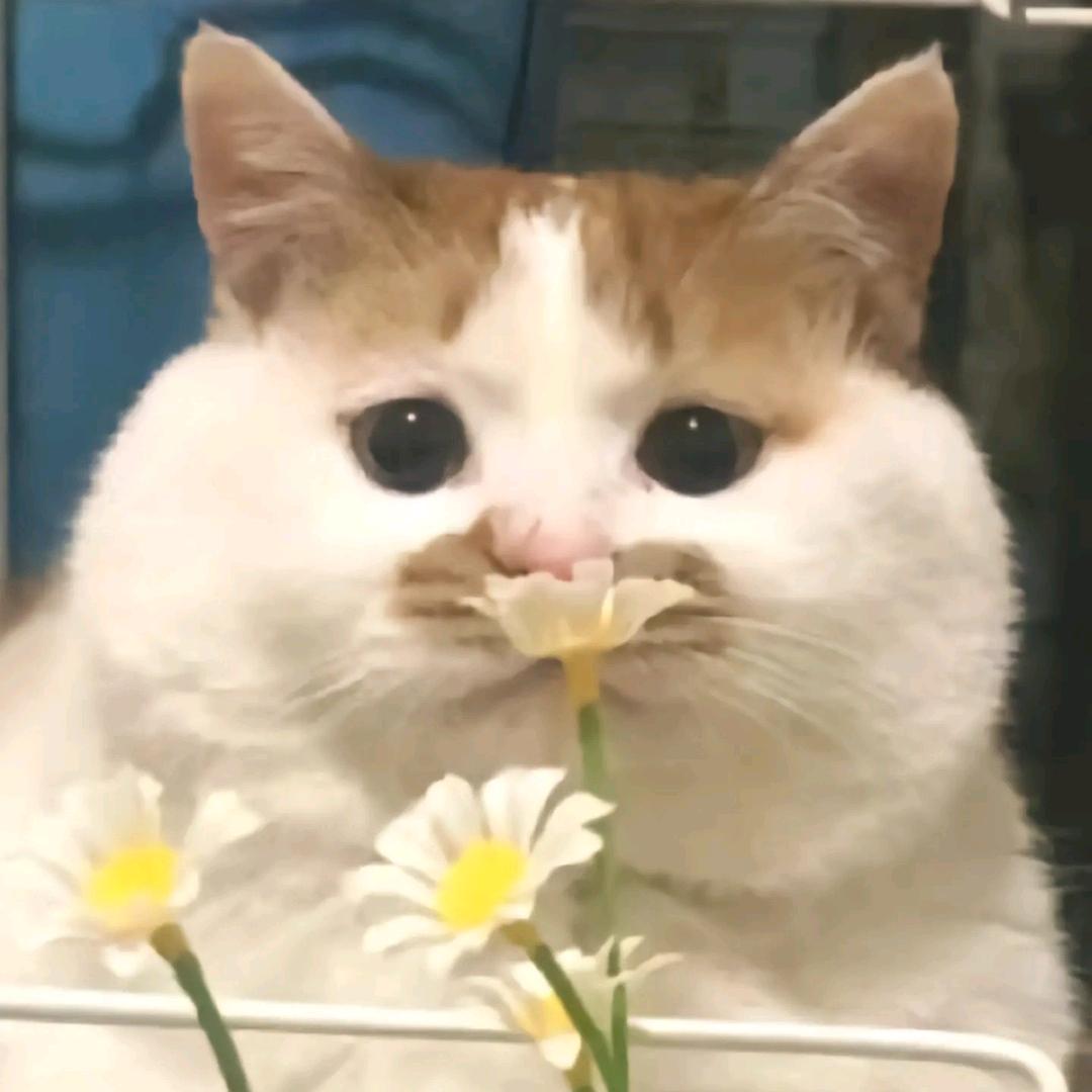 想和你从窗台的花聊到宇宙爆炸