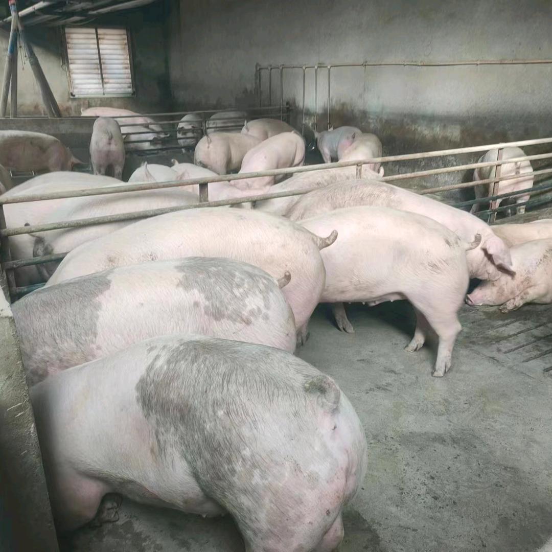 新疆谢（生猪贸易）