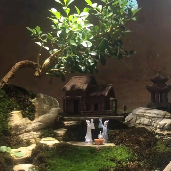五哥
