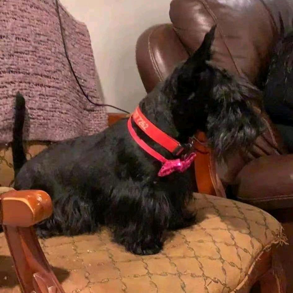 丽卡苏格兰梗犬