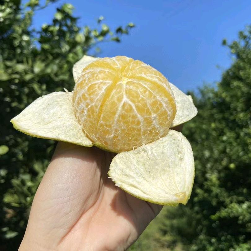 薯二胖果蔬旗舰店