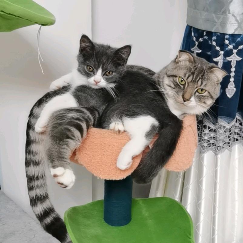 🌈～喵呜(๑´ω`๑)