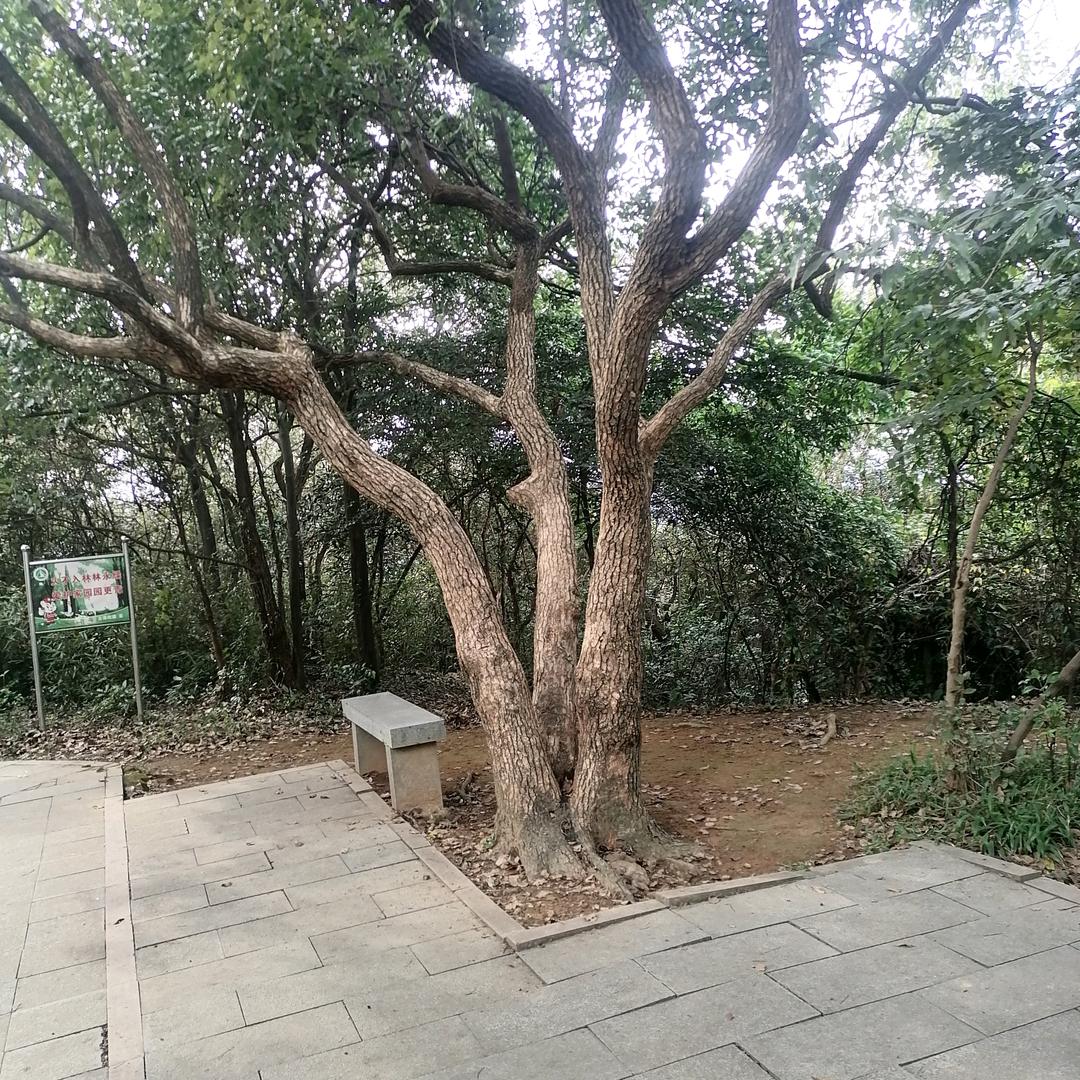 伏园盆景