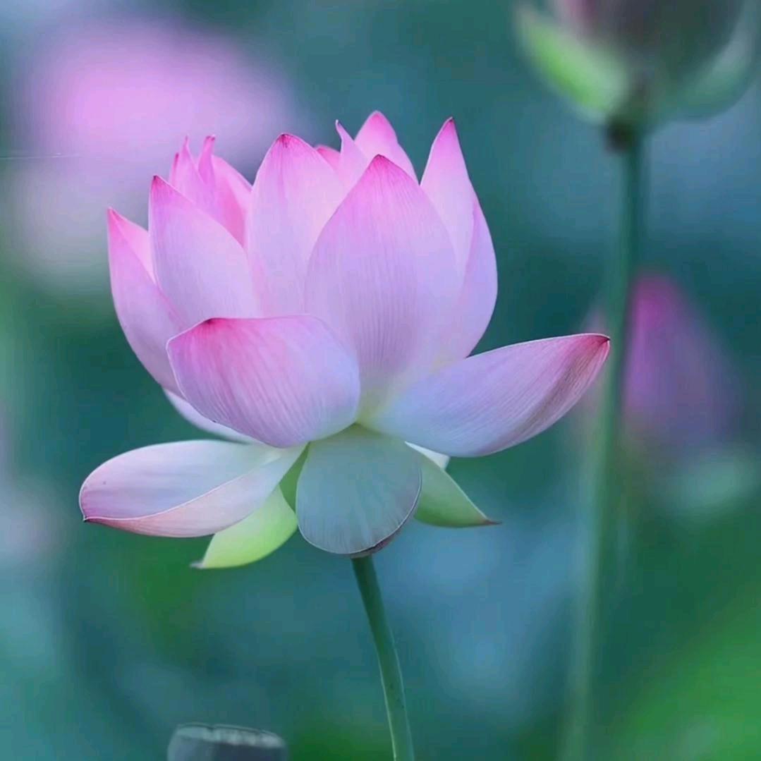 木棉花