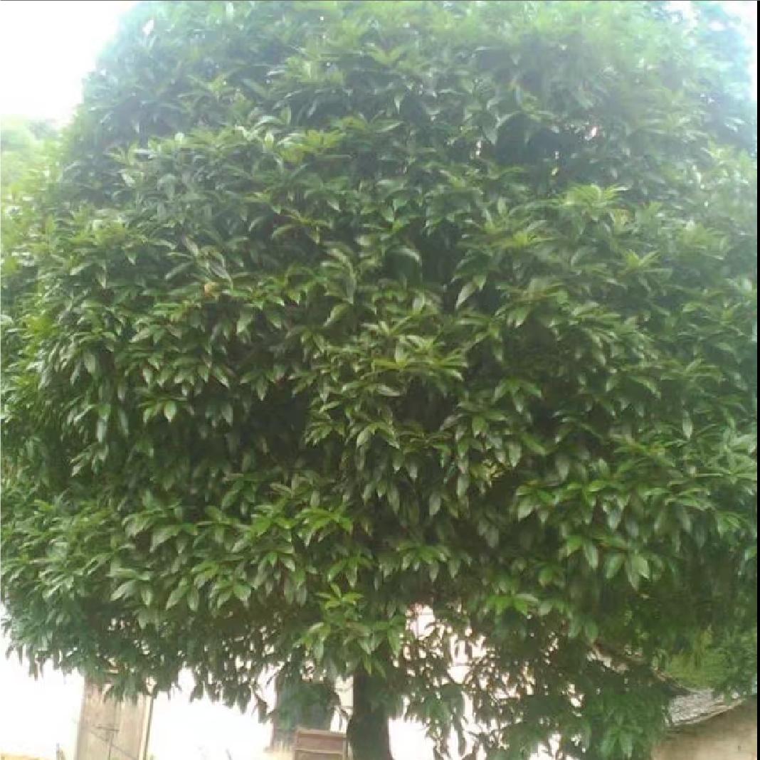 老黑，黑不溜秋