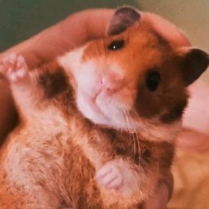 Liのfpv（墨染）