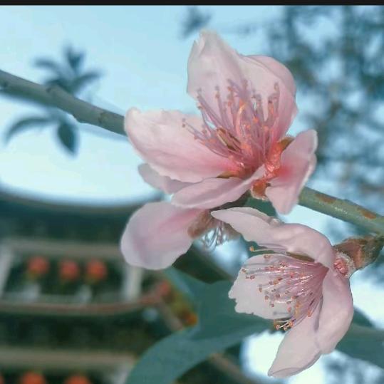 汕头中博蔡老师