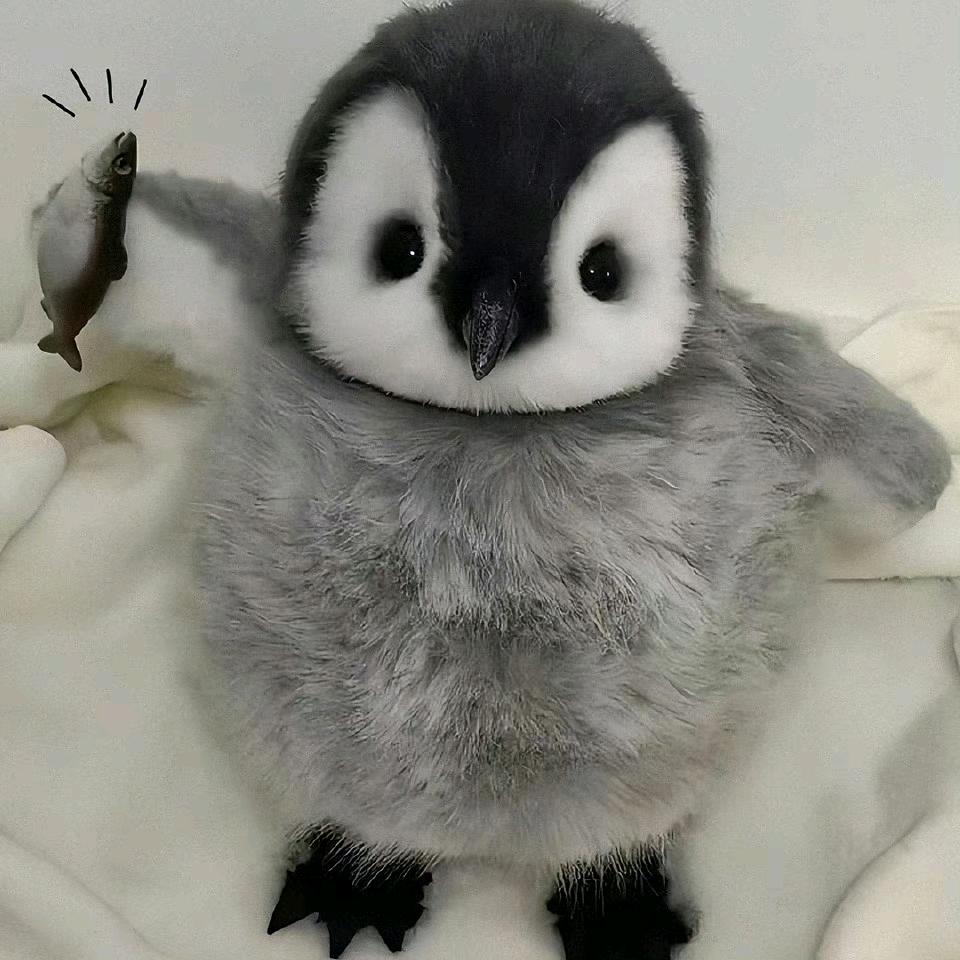 桃桃多肉