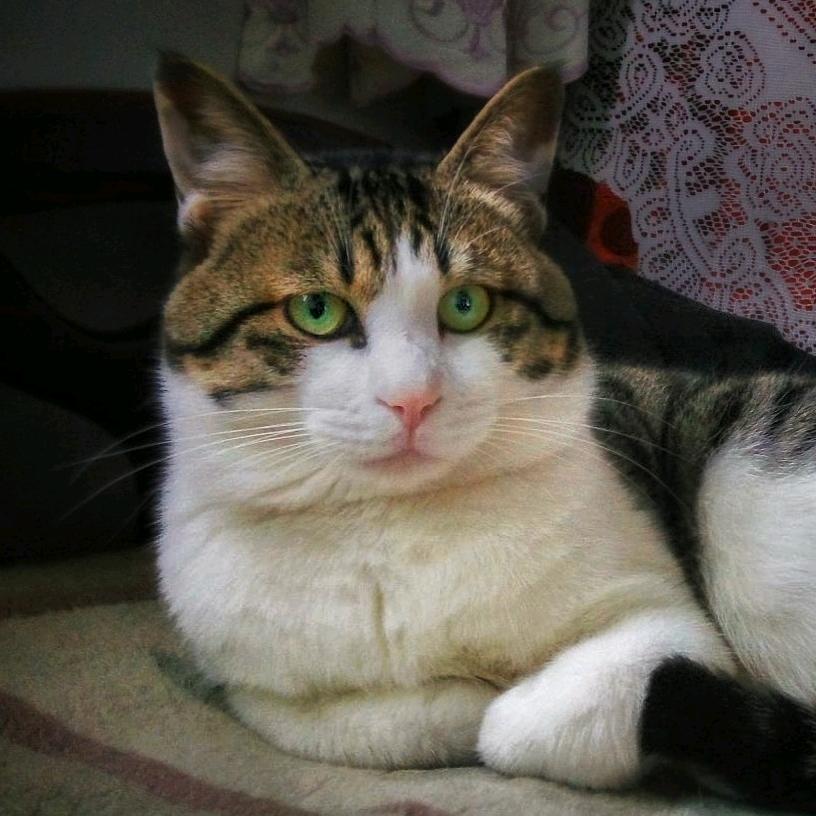 猫朵朵