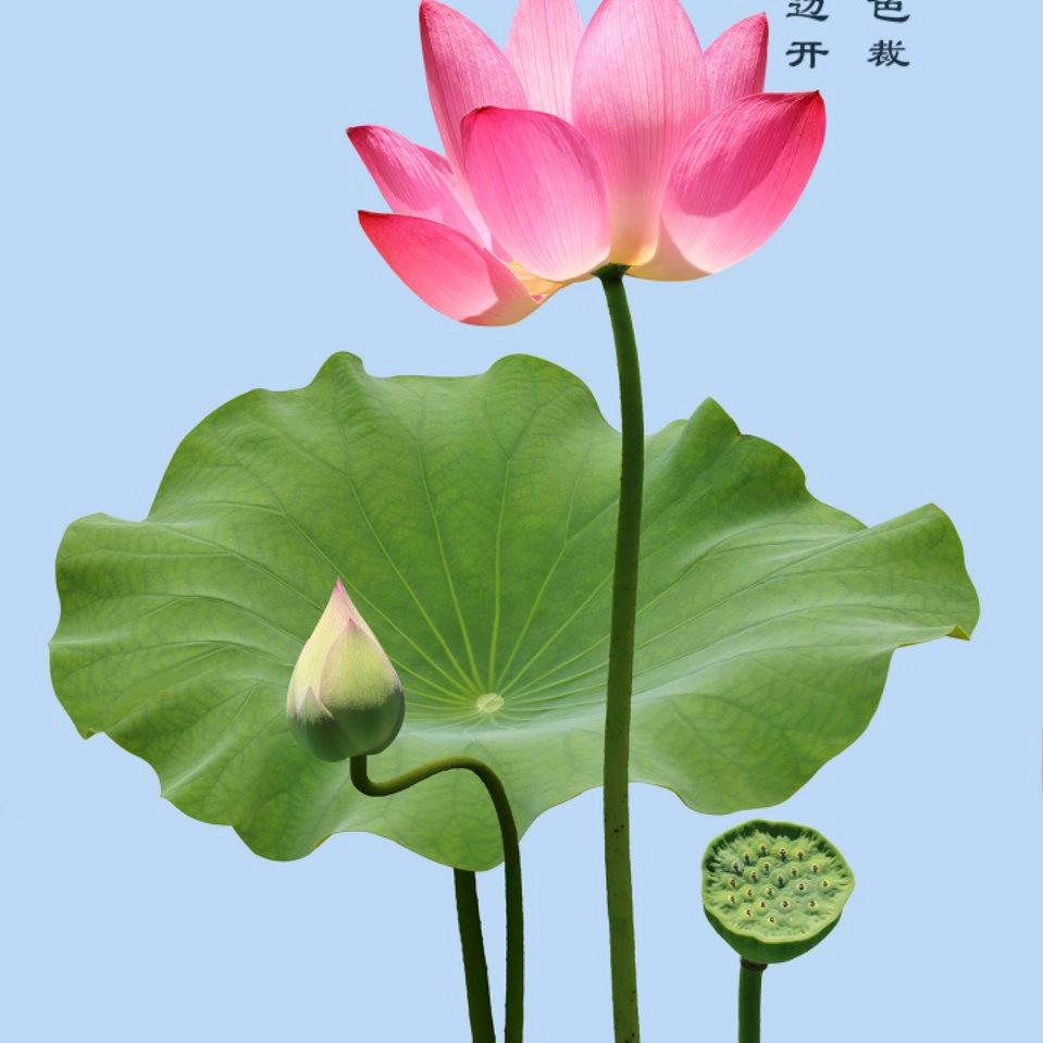 琪.萍.媚.妮.爸爱你们.