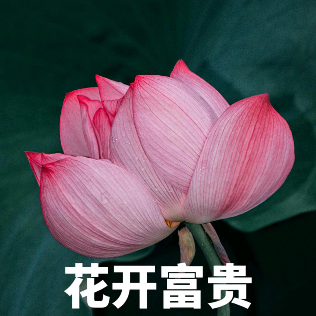 姓陈滴