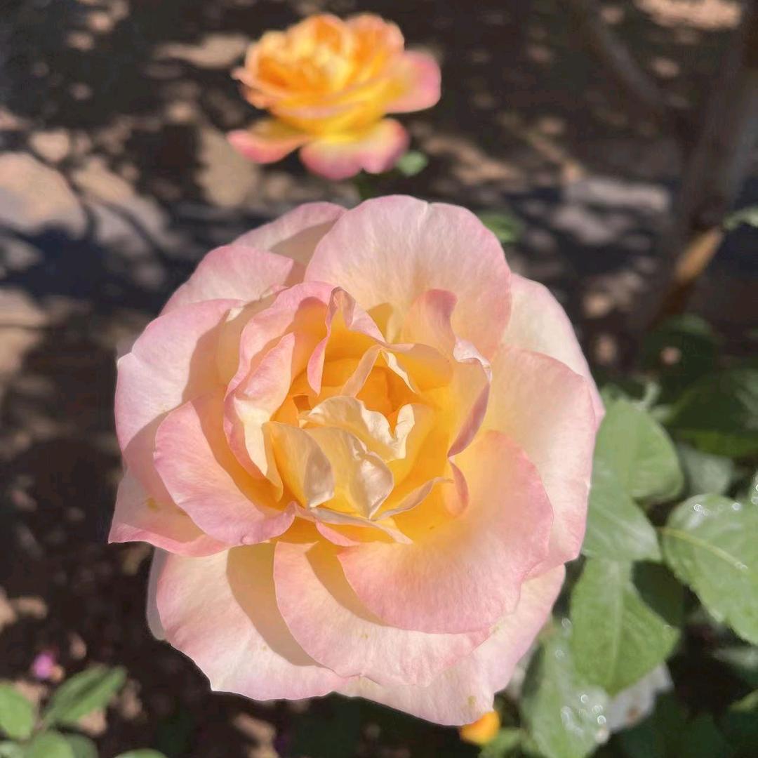 大漂亮的美丽人生