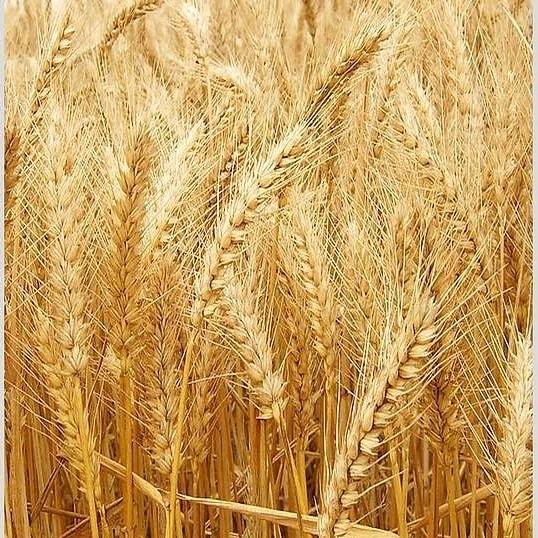 逸同养生🌾