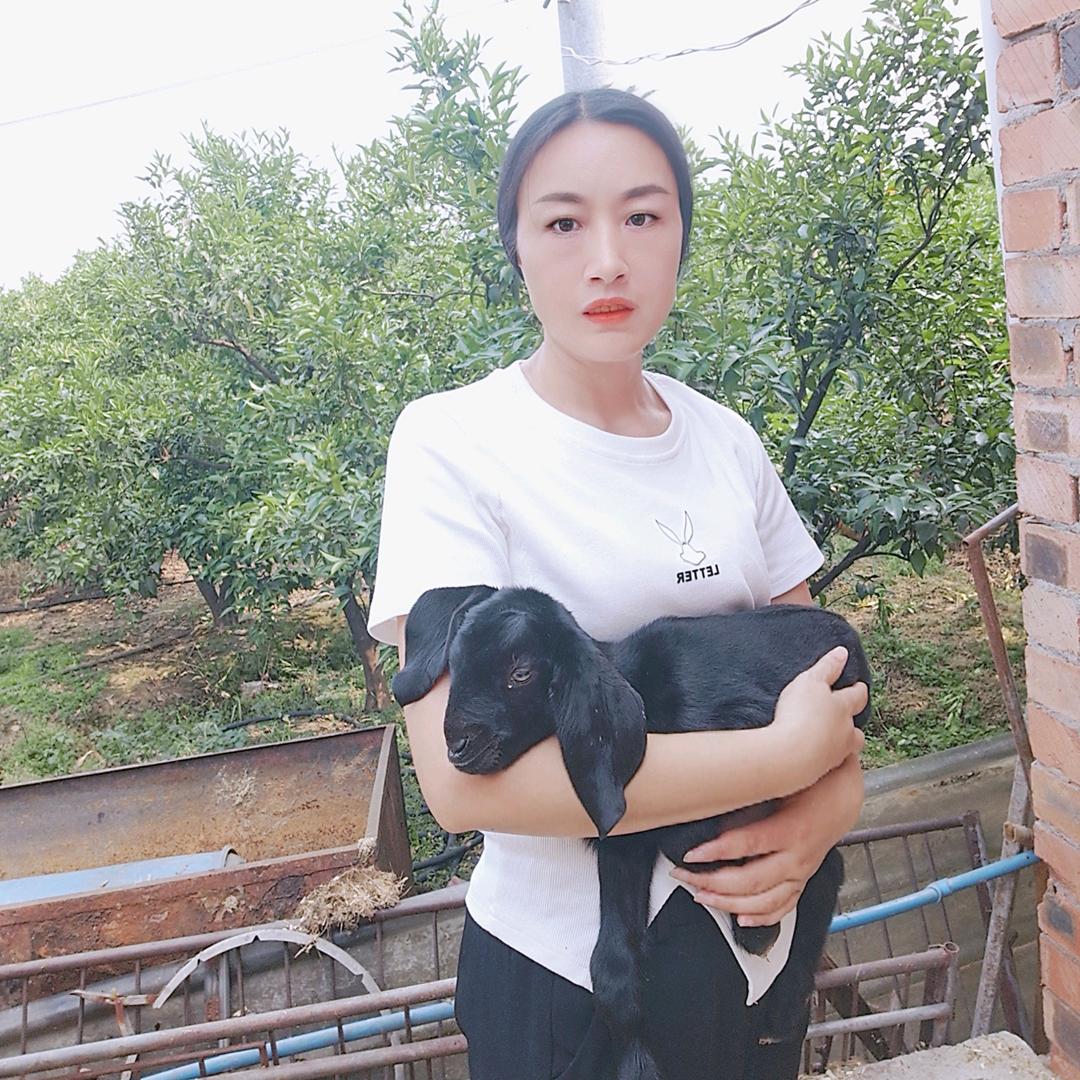 萍姐养羊