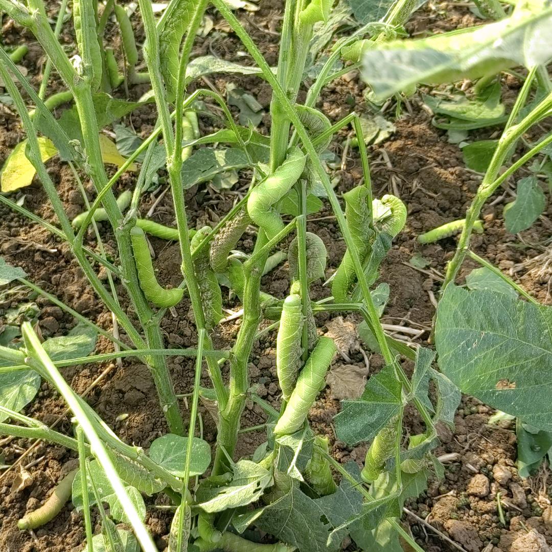 皖北豆丹养殖育种