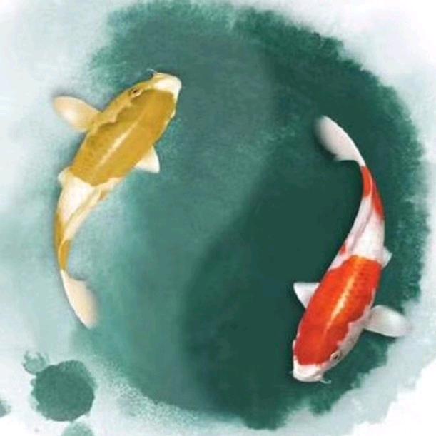 @碌臭行情一快乐美电器丸类特产