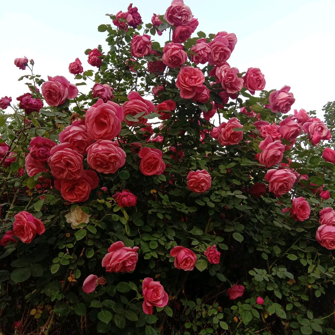 顺其自然一切随缘