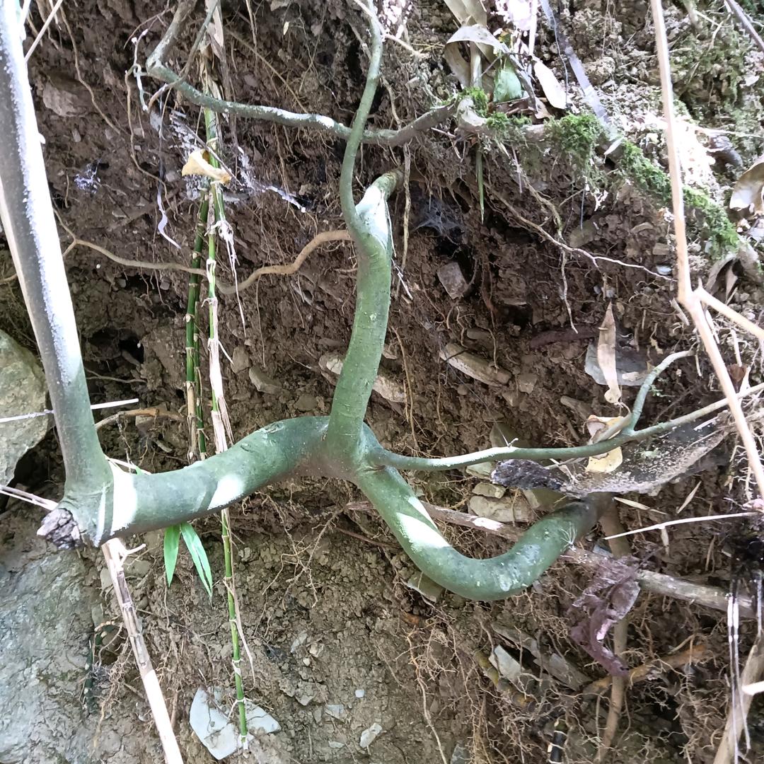 $点烟( ｰ̀εｰ́ )0抽寂寞(❁´◡
