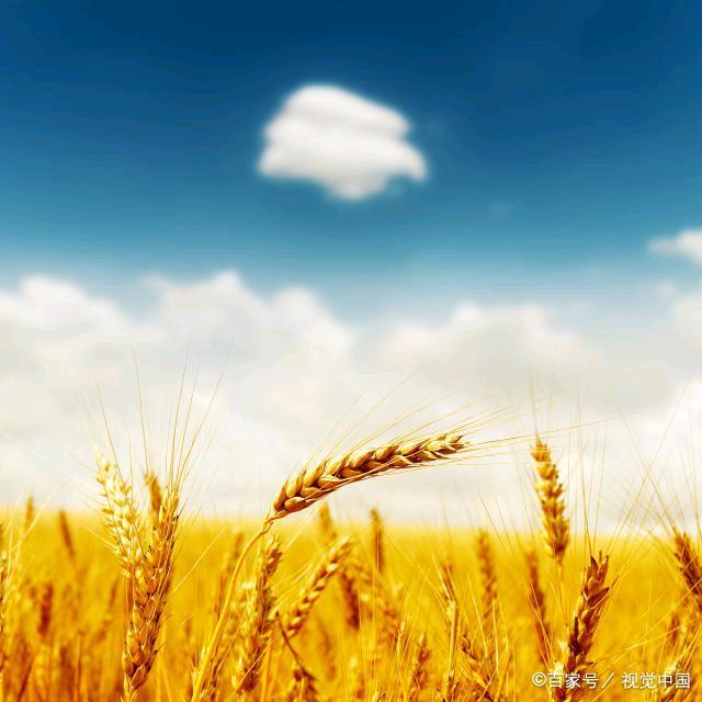 🌾晨歌悠扬