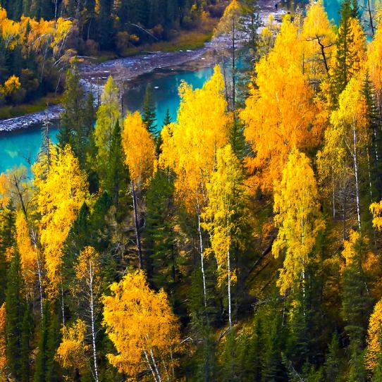 长年代收芹菜，杂菜