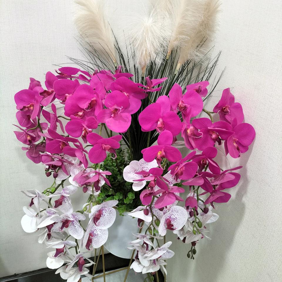 阿依夏🌹丽