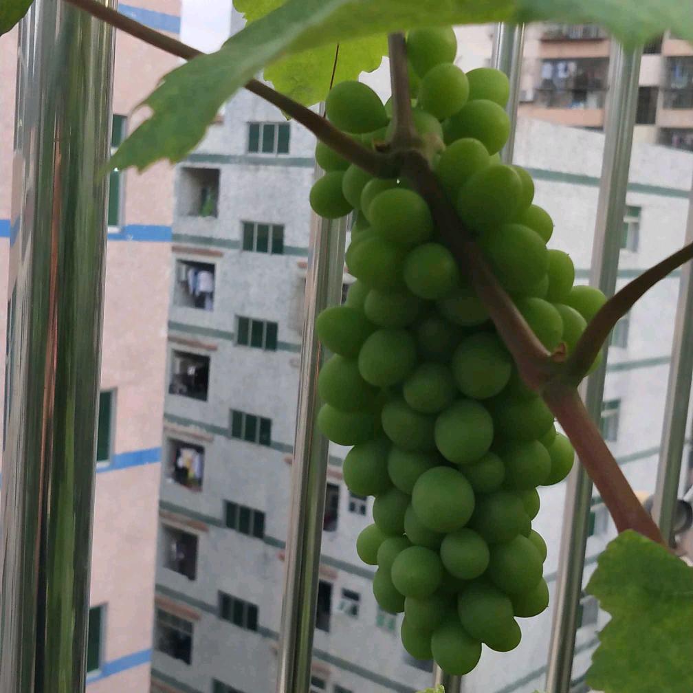小米呀