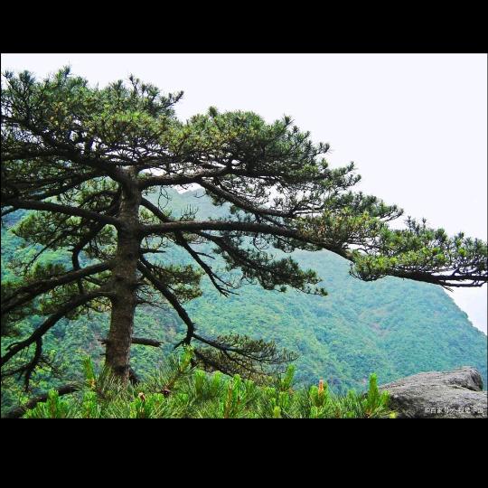 山岩松