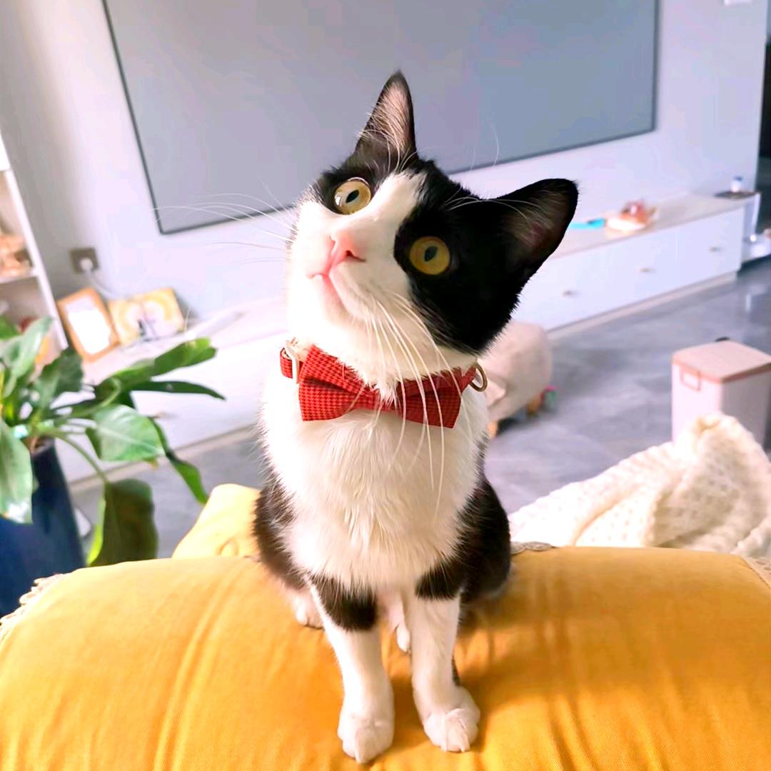 黑妞