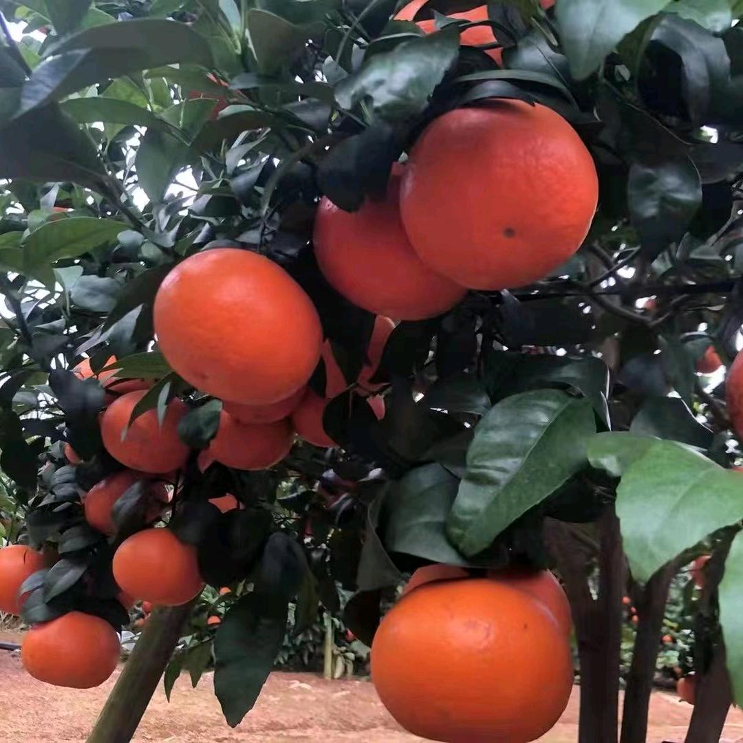 🍊小谭优选🍇