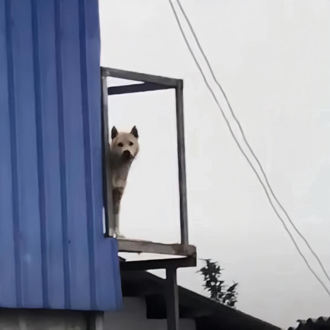 大浪轩跃