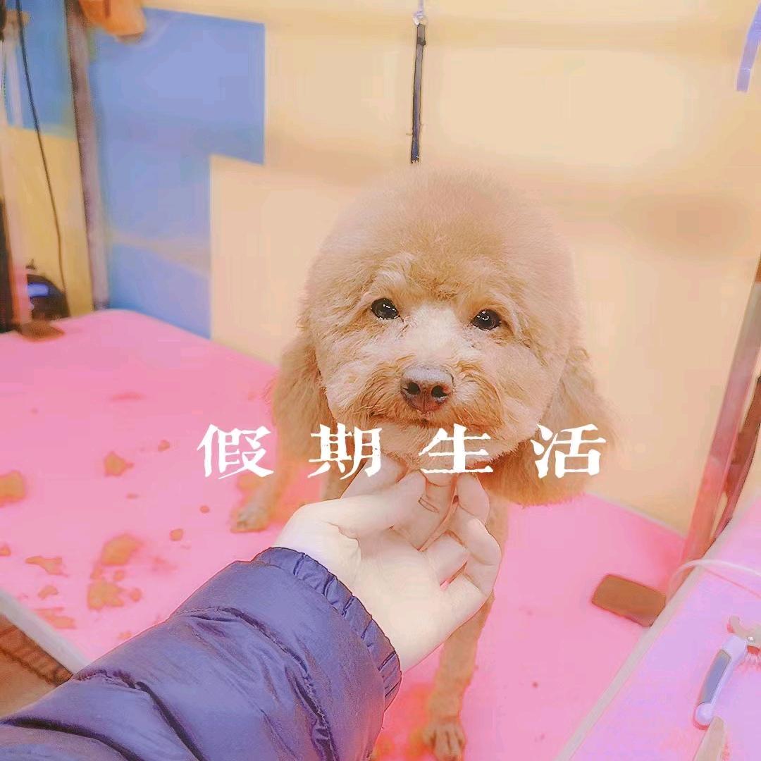 毛豆儿是条狗