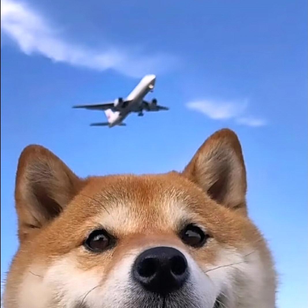 奇趣蛋爱睡觉