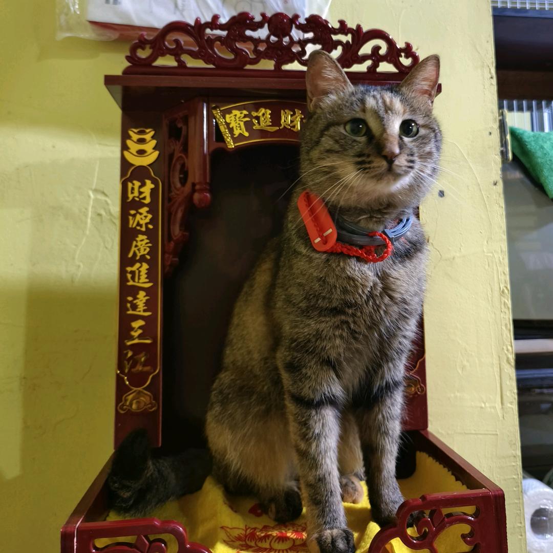 留浪猫俱乐部