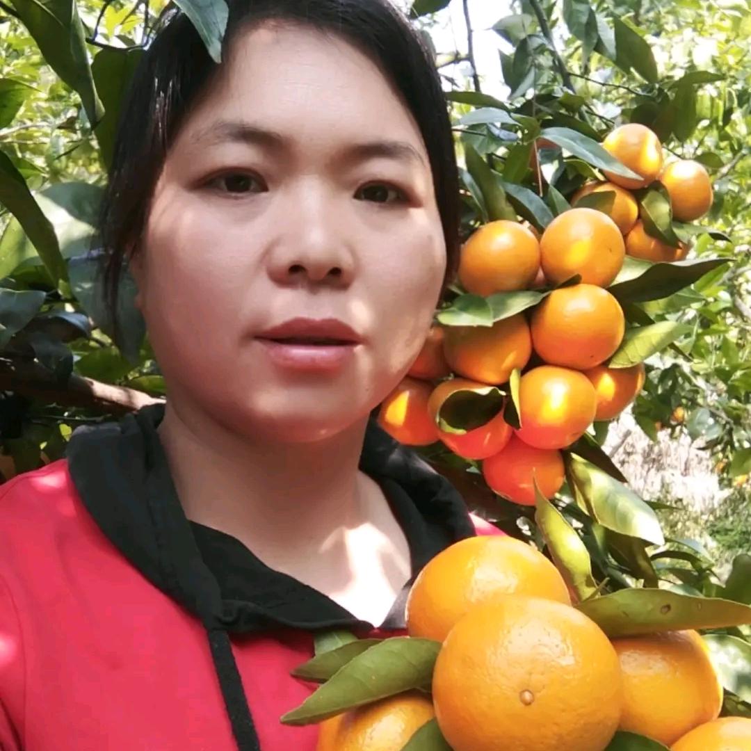 广东群辉沃柑