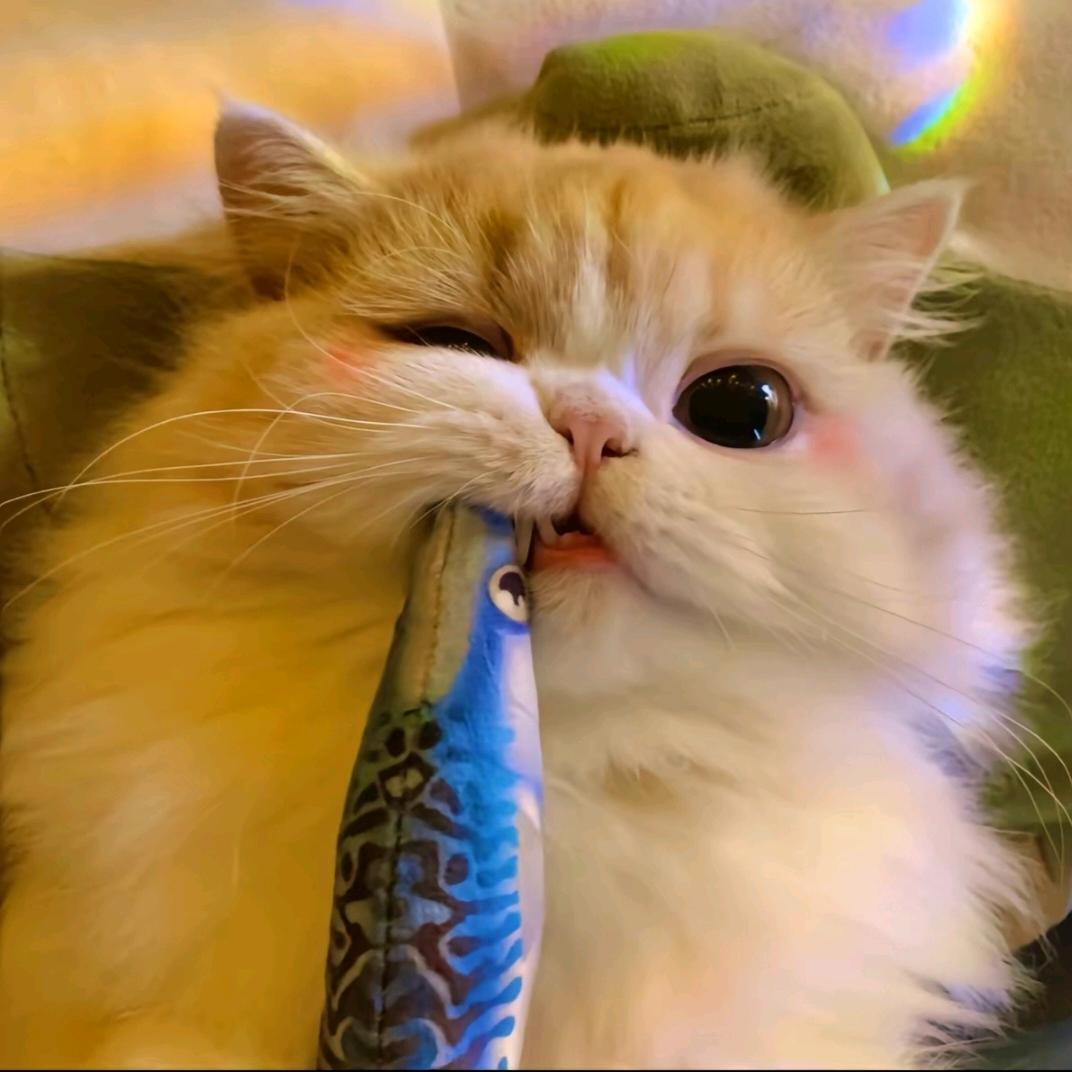 猫猫大队长