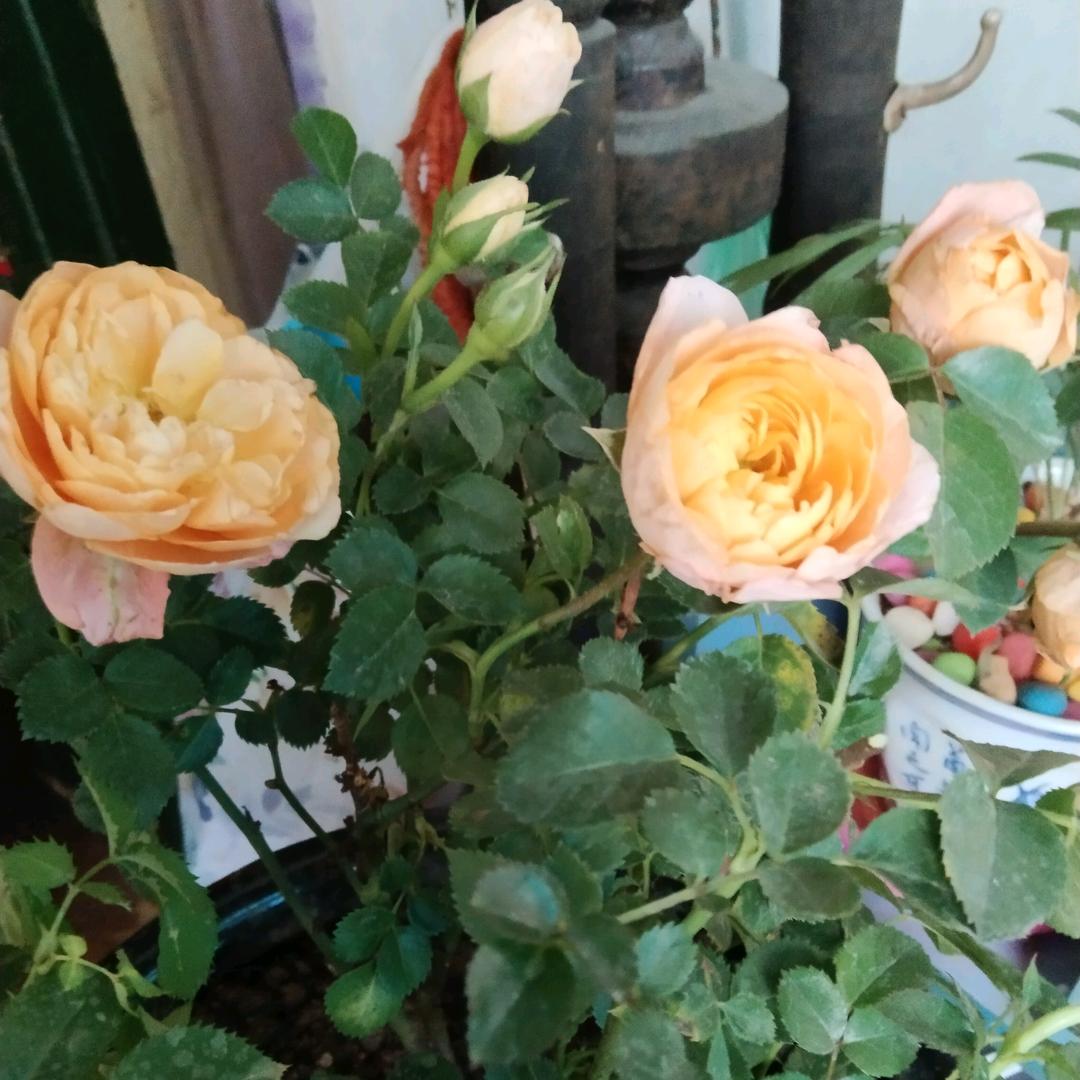 🌹☘️开心☘️🌹