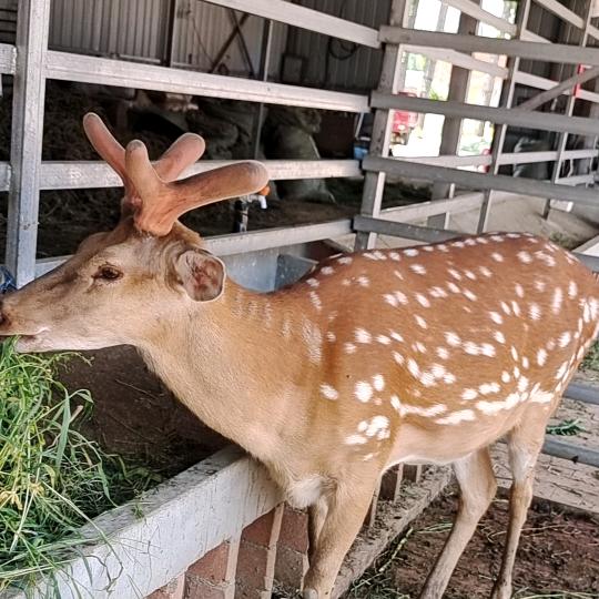 阜南县洪河桥强鑫梅花鹿养殖场