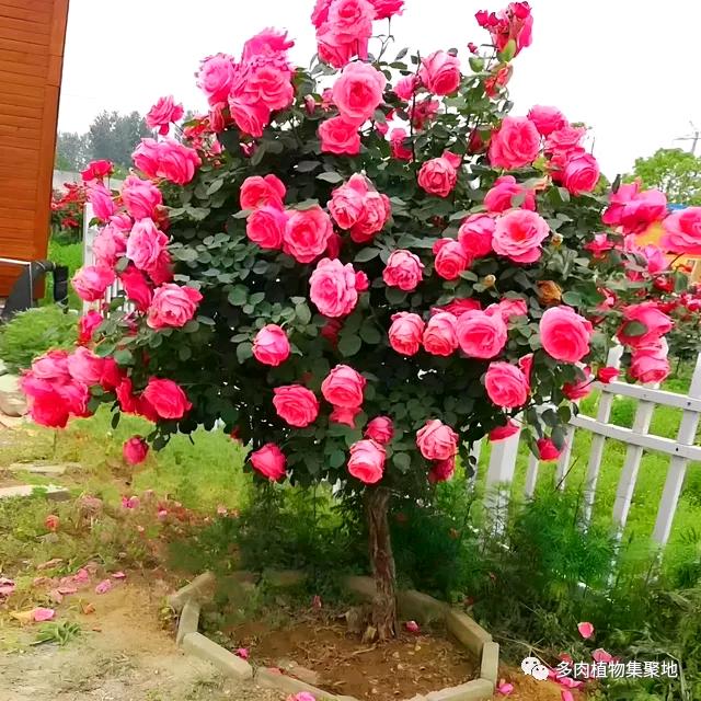 梦幻的天使:有赞必回，请朋友们不要连赞。