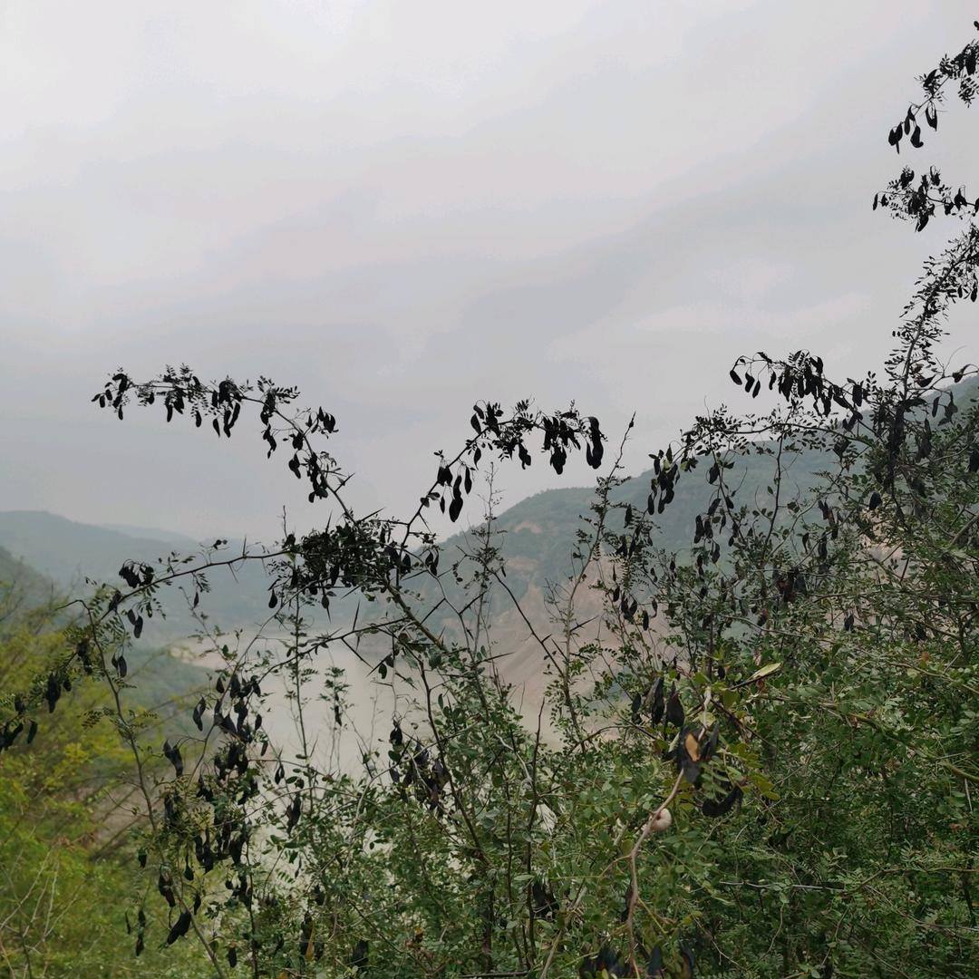 小辣椒
