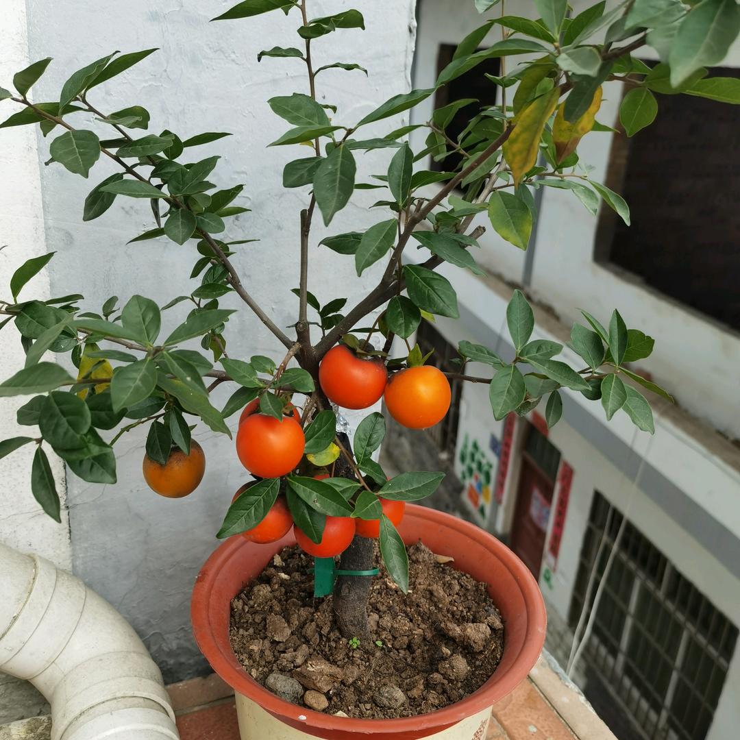 艳