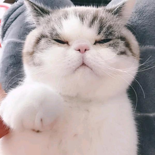 KaMi